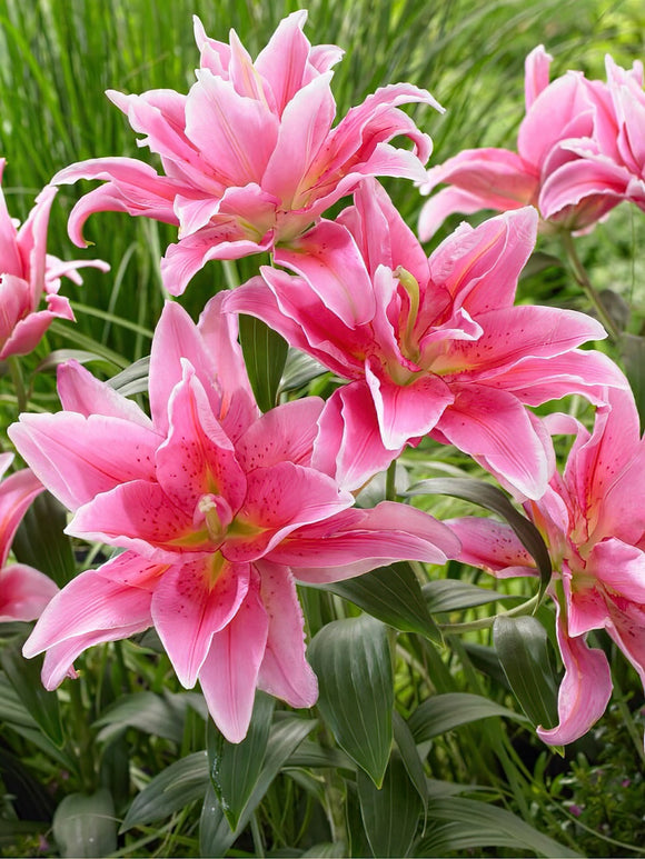 Kupić Roselily Celina 