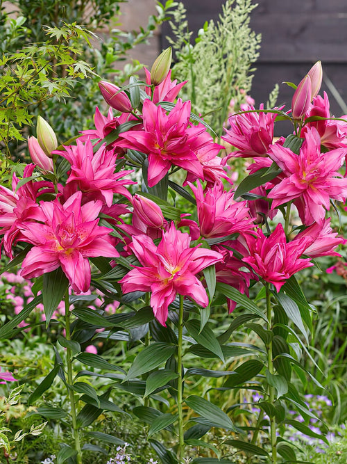 Kupić Roselily Floretta