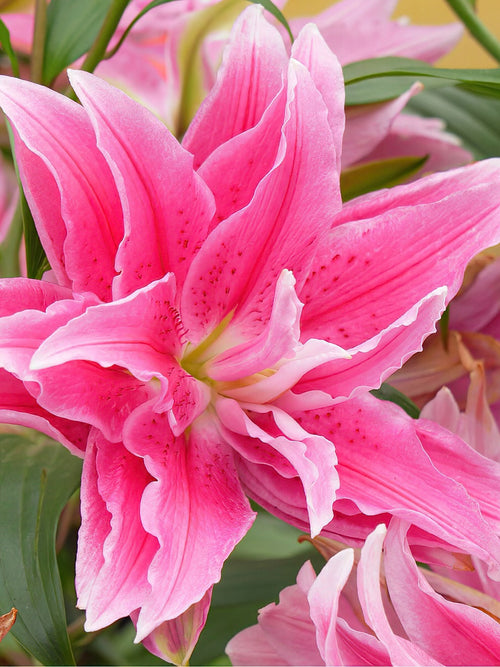  Roselily Jasmina