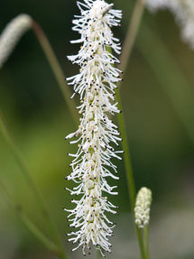 Sanguisorba All Time High (Krwiściąg)