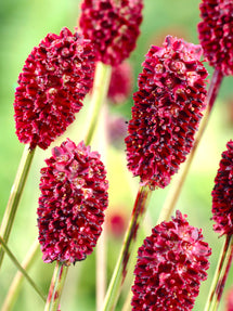 Krwiściąg lekarski (Sanguisorba)