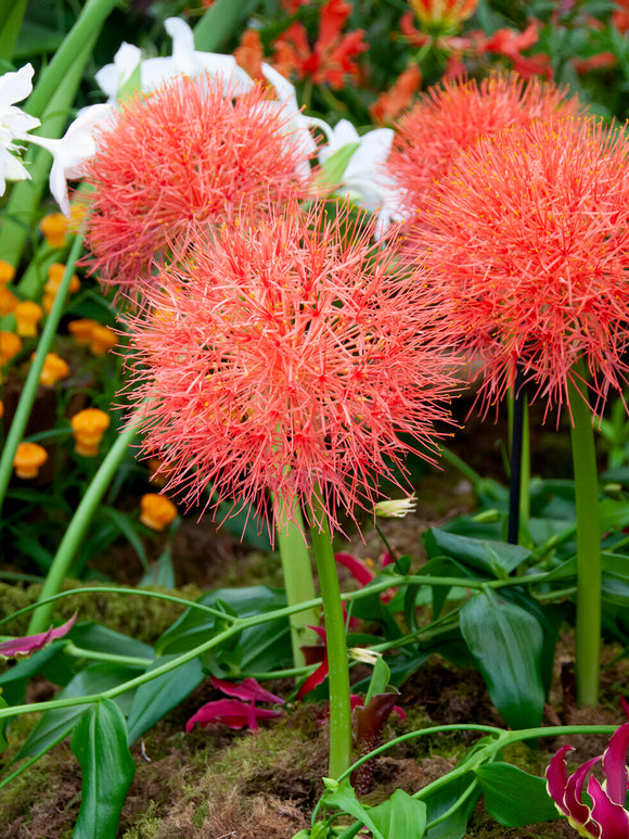 Scadoxus Multiflorus (Krasnokwiat wielokwiatowy)