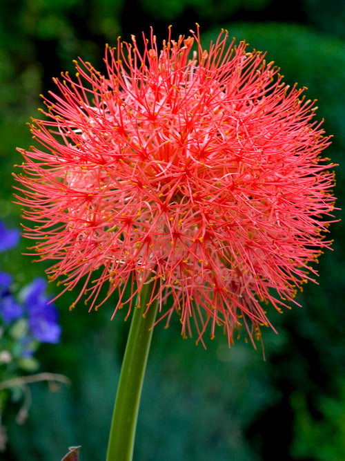 Scadoxus Multiflorus (Krasnokwiat wielokwiatowy)