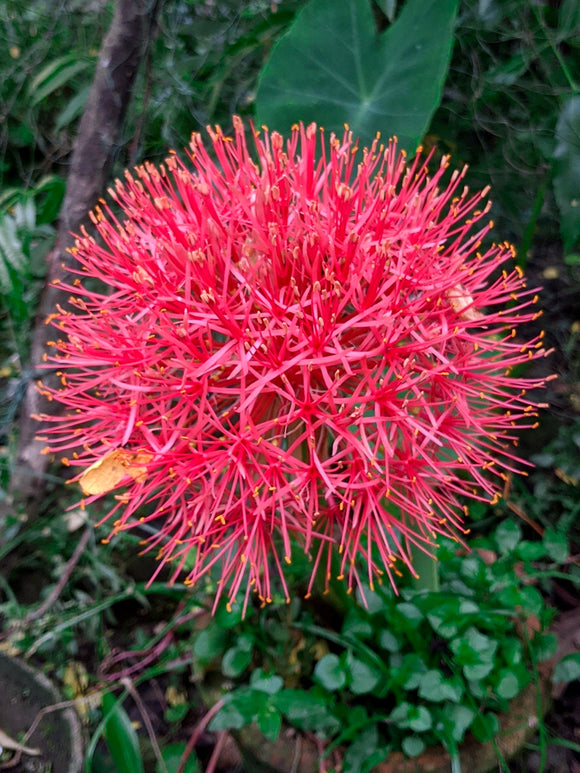 Scadoxus Multiflorus (Krasnokwiat wielokwiatowy)