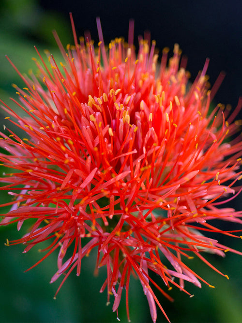 Scadoxus Multiflorus (Krasnokwiat wielokwiatowy)