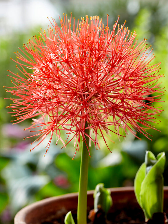 Scadoxus Multiflorus (Krasnokwiat wielokwiatowy)