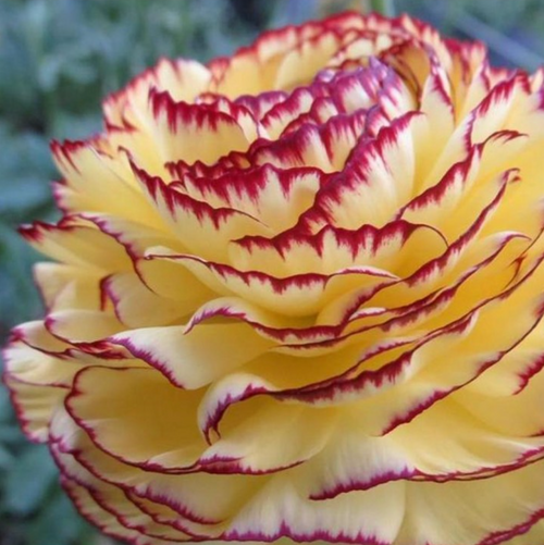 Jaskier włoski Elegance Giallo Striato
