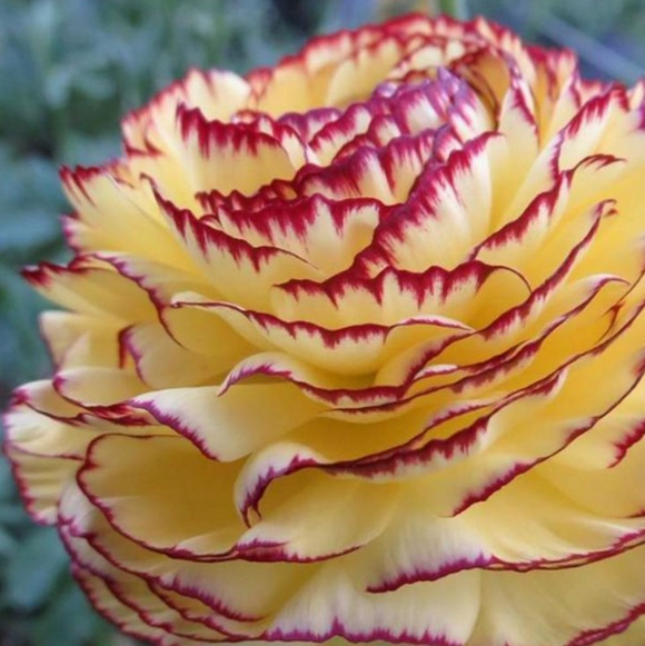 Jaskier włoski Elegance Giallo Striato