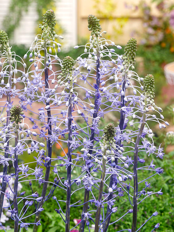 Scilla Hyacinthoides Blue Arrow