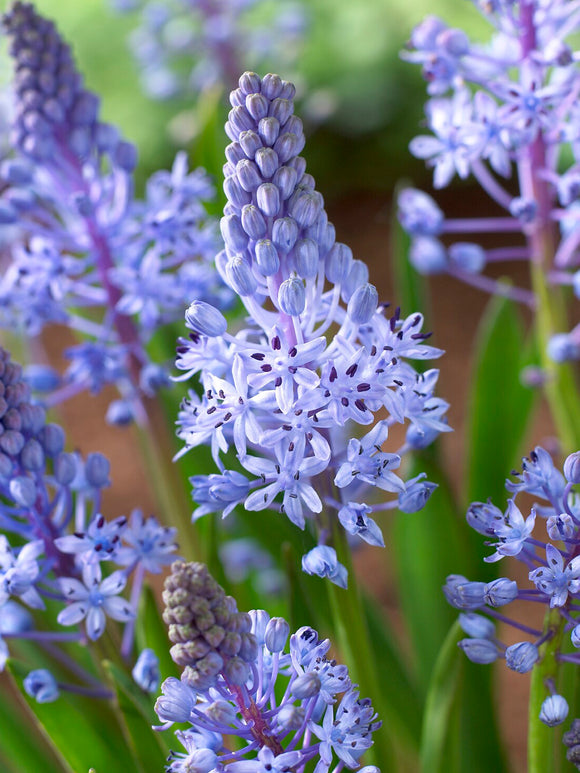 Scilla Litardierei
