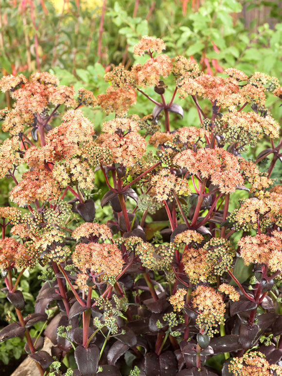 Sedum Orange Xenox (Rozchodnik)
