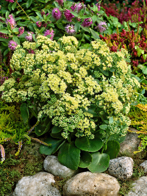 Kup Sedum Sunkissed (Rozchodnik)