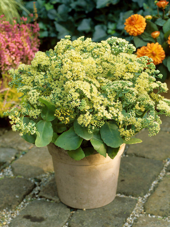 Sedum Sunkissed (Rozchodnik)