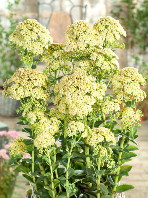 Sedum Sunkissed (Rozchodnik)