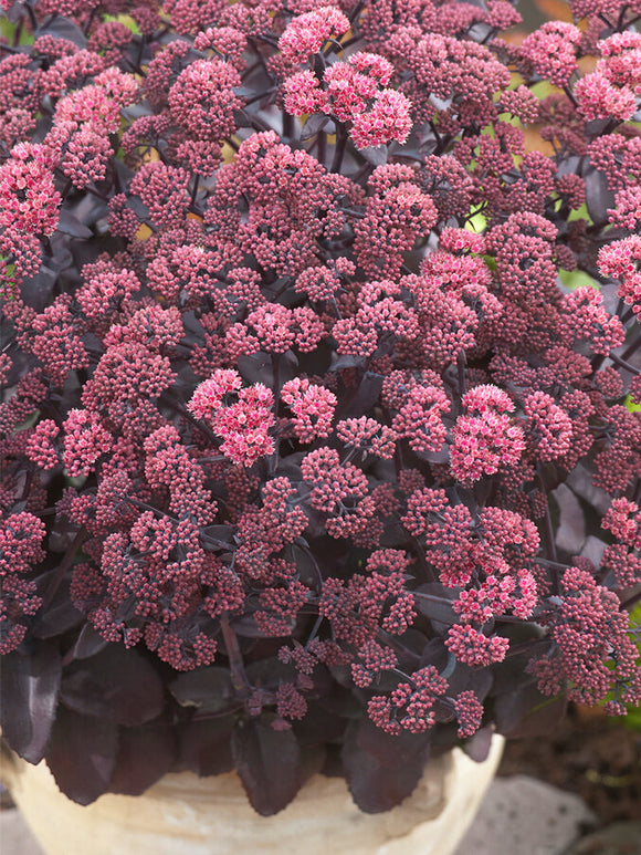 Sedum Xenox (Rozchodnik)