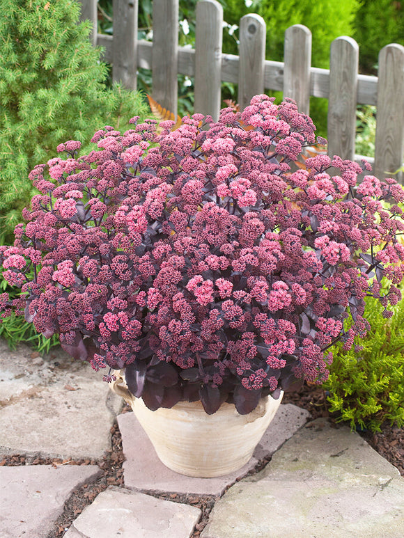 Sedum Xenox (Rozchodnik)