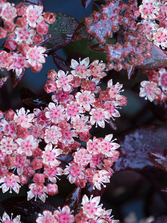 Kup Sedum Xenox (Rozchodnik)