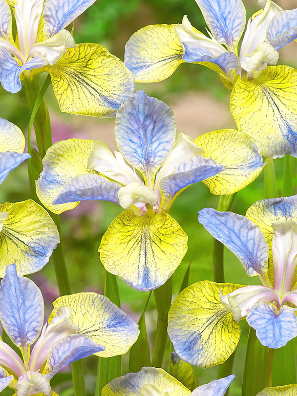 Irys Syberyjski Tipped in Blue