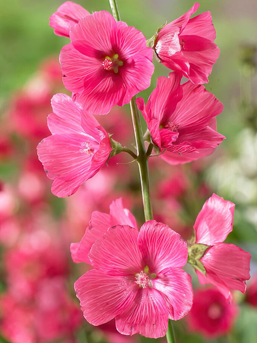 Sidalcea Rose Bouquet (Ślazownik)
