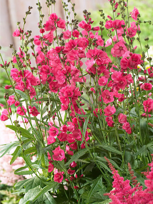 Sidalcea Rose Bouquet (Ślazownik)