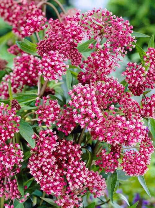 Kup Asclepias (Trojeść krwista) Soulmate