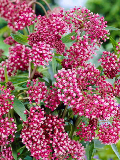 Asclepias (Trojeść krwista) Soulmate