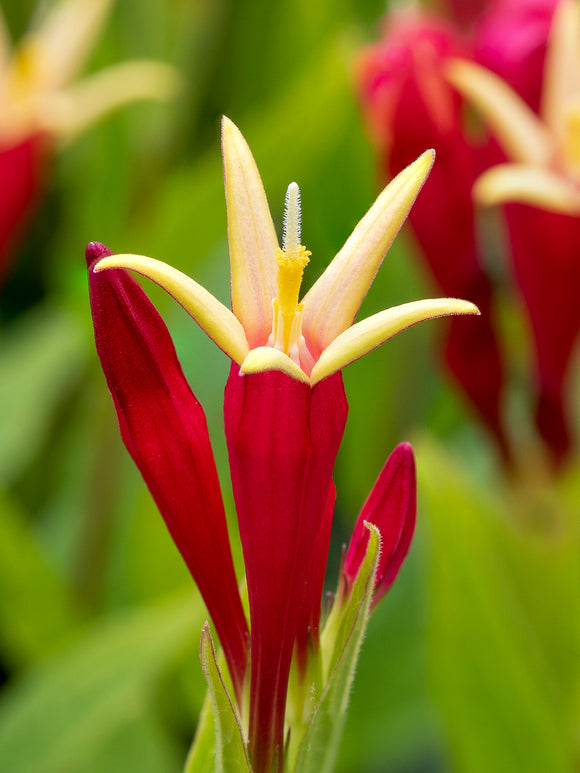 Kup Spigelia marilandica 'Little Redhead' z gołym korzeniem, dostawa wiosną