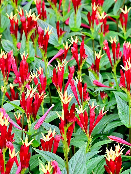 Kup korzenie Spigelia 'Little Redhead' do sadzenia wiosną