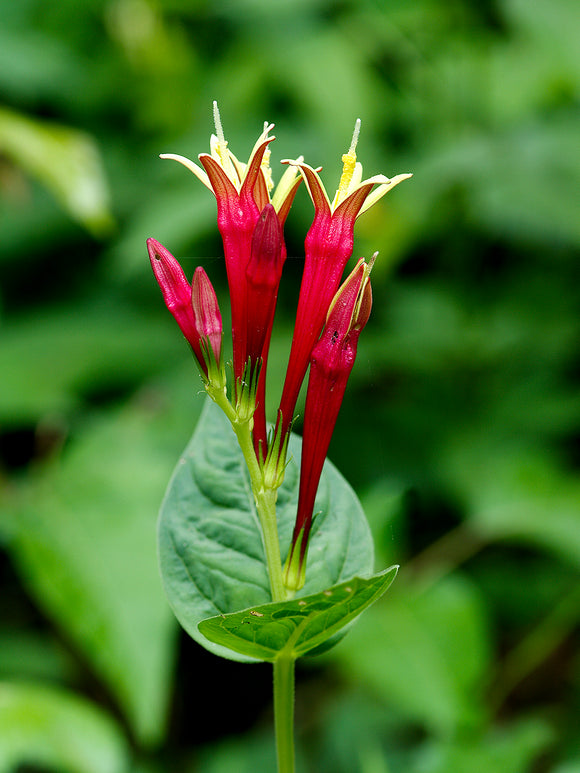 Spigelia marilandica 'Little Redhead' z gołym korzeniem do sadzenia wiosennego