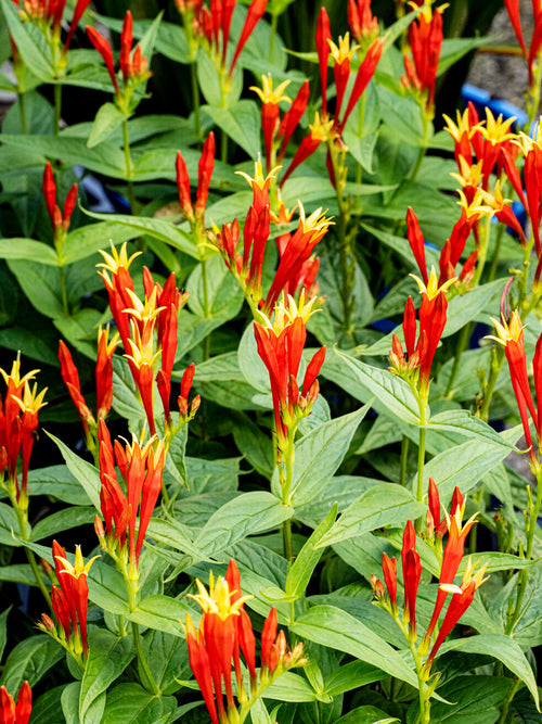 Spigelia marilandica 'Little Redhead' bylina na stanowiska słoneczne i półcieniste