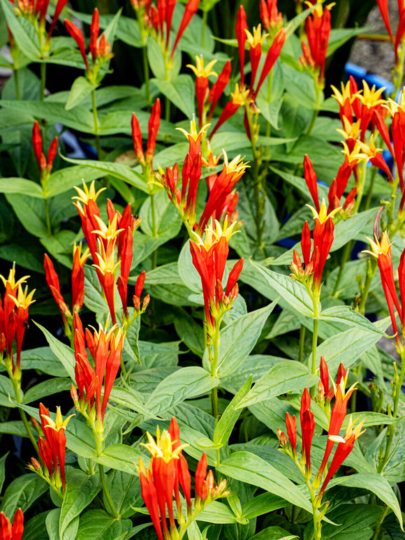 Spigelia marilandica 'Little Redhead' bylina na stanowiska słoneczne i półcieniste