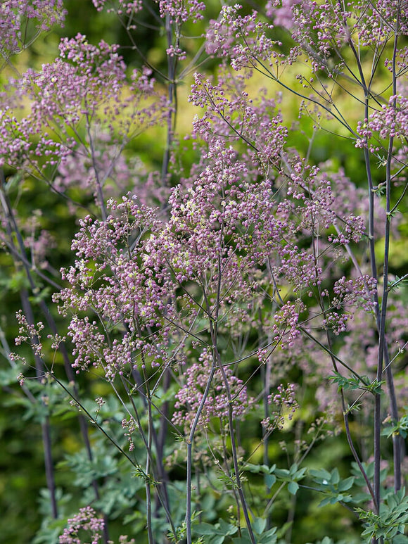 Kup Thalictrum Elin (Rutewka)