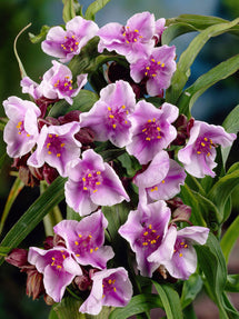 Trzykrotka Bilberry Ice (Tradescantia)