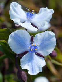 Trzykrotka Merlot Clusters (Tradescantia)