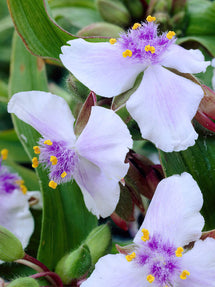 Trzykrotka Osprey (Tradescantia)