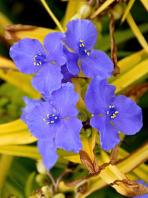 Trzykrotka Sweet Kate (Tradescantia)