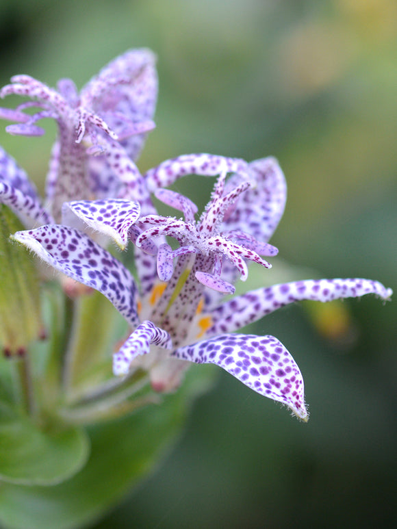 Trójsklepka Blue Wonder (Storczyk ropuszy)