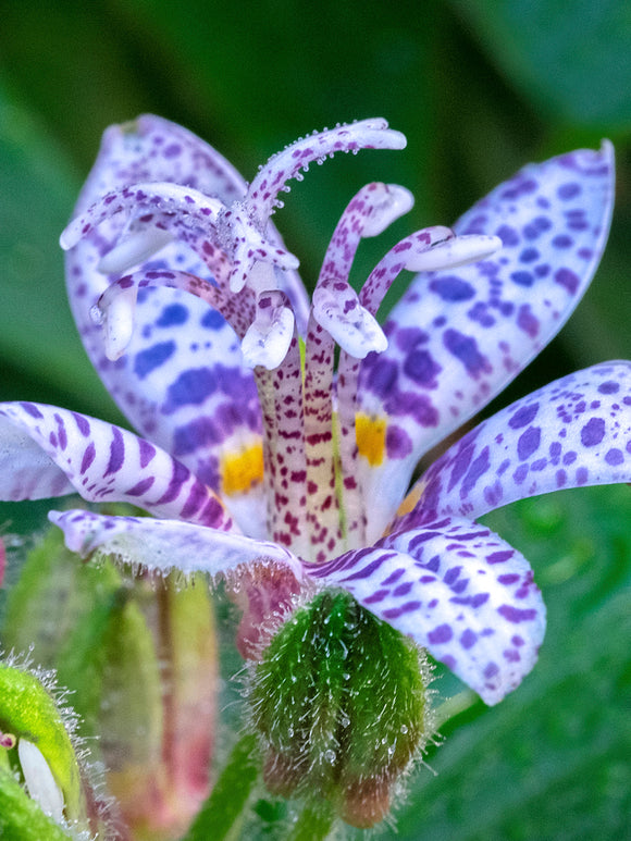 Trójsklepka Blue Wonder (Storczyk ropuszy)