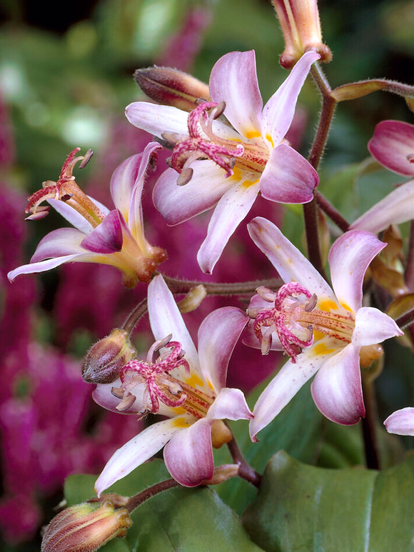 Trójsklepka Taiwan Adbane (Storczyk ropuszy)