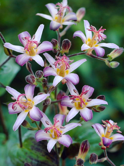 Trójsklepka Taiwan Adbane (Storczyk ropuszy)