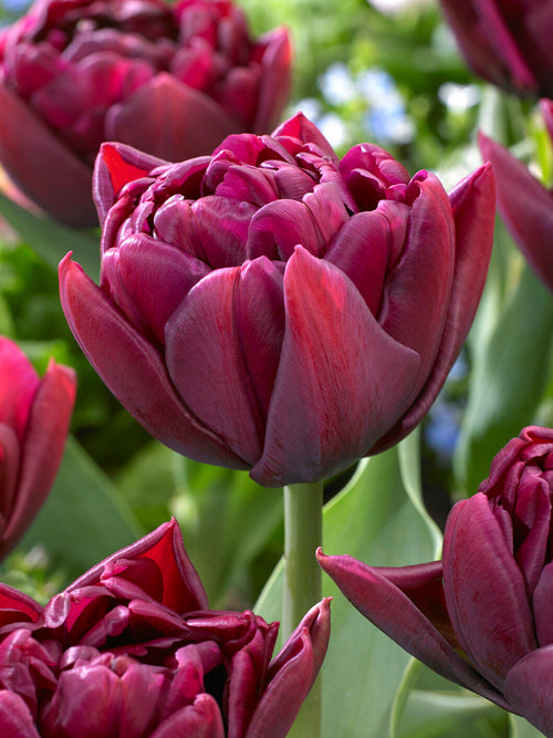 Tulipan Alison Bradley
