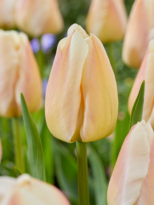 Kup Tulipan Apricot Pride