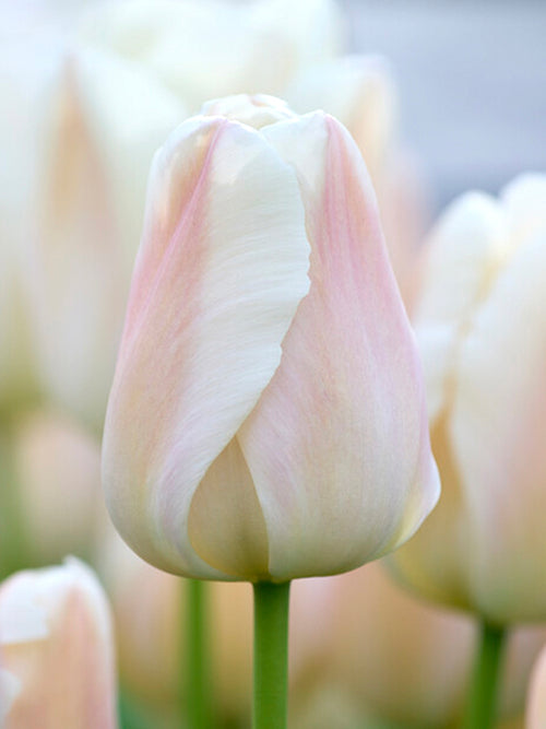 Tulipan Apricot Pride