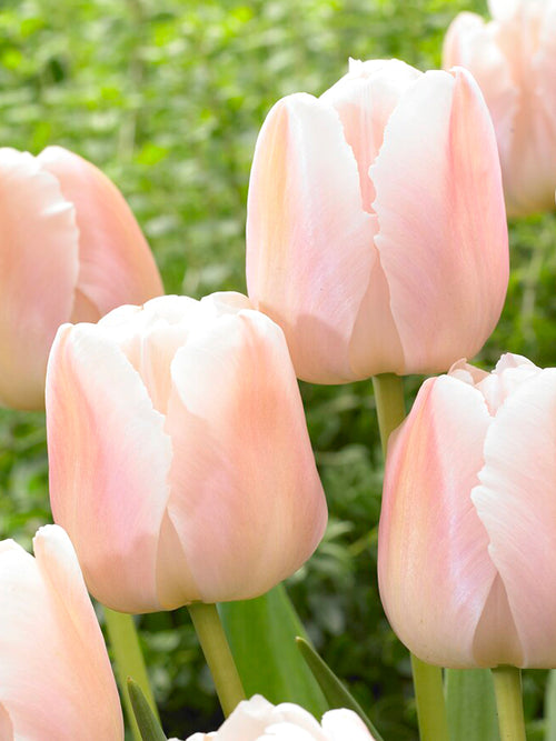 Tulipan Apricot Pride