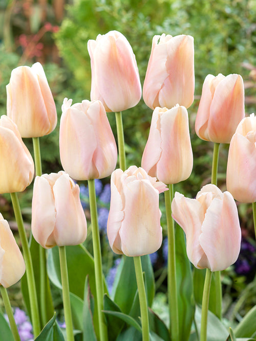 Kup Tulipan Apricot Pride