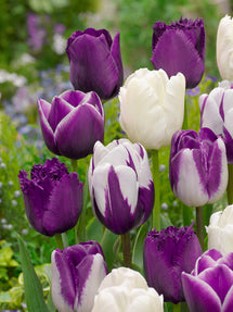 Kolekcja Tulipanów Blueberry Snow