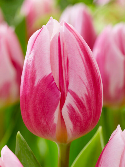 Tulipan Bojangles - DutchGrown