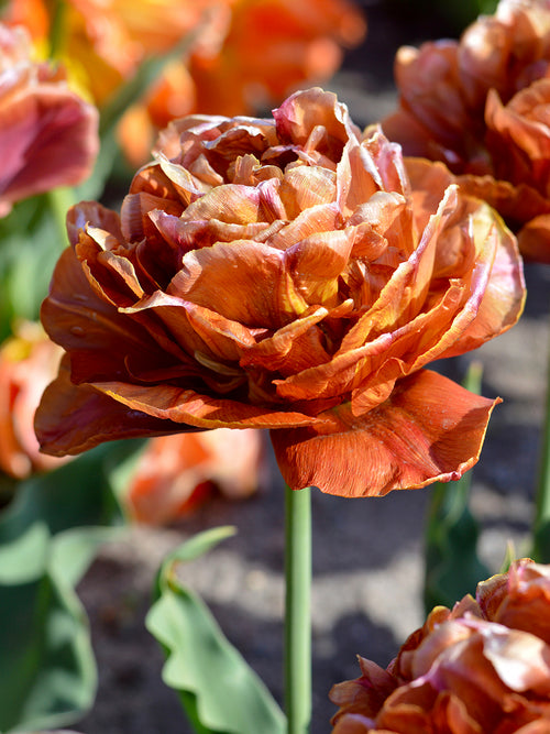 Zbliżenie piwoniowego kwiatu tulipana Caramel