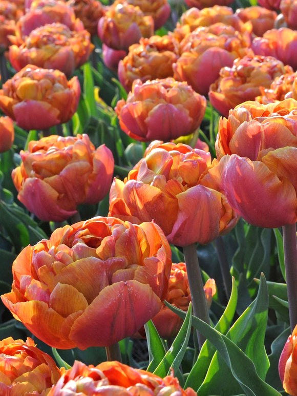 Tulipan Caramel jako elegancki kwiat cięty w wazonie