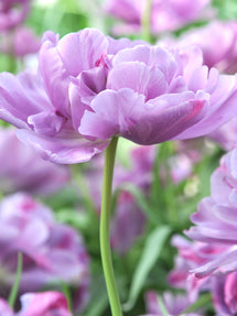 Tulipan Dancing Passion
